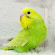 【最新画像更新🪄】安心感がもらえるカラー！？🌿セキセイインコ(スパングル) ヒナ