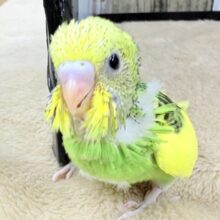 ぱやぱやベビちゃん‼️👶🏻‪‪なセキセイインコちゃん(パイド)(ヒナ)