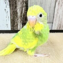 フレッシュな新緑カラー💚🍏なセキセイインコちゃん❣️(スパングル)(ヒナ)
