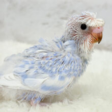 個性的🌀ツムジがあるよ~♩♩セキセイインコ(スパングル) ヒナ