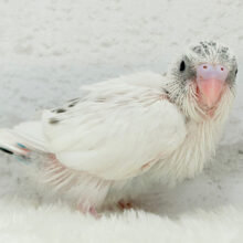 唯一無二の背中のポッチ★セキセイインコ(白ハルクイン) ヒナ