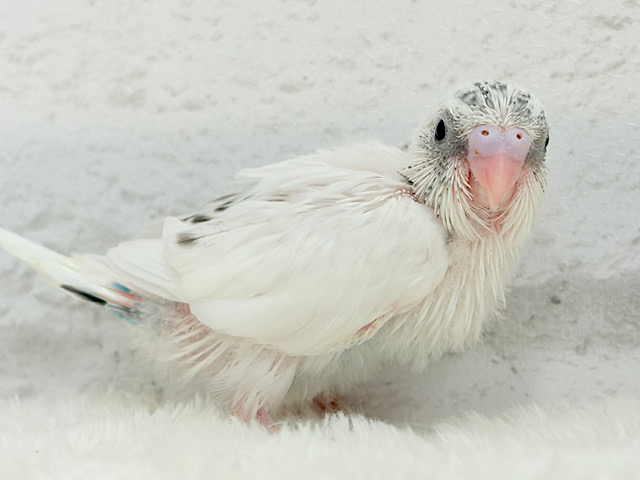 唯一無二の背中のポッチ★セキセイインコ(白ハルクイン) ヒナ