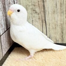 どこから見ても真っ白天使👼💕なセキセイインコちゃん❣️(ダブルファクター)(ヒナ)