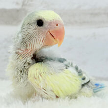 大きなおめめに吸い込まれそう🫧コザクラインコ(ブルーチェリーパイド) ヒナ