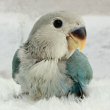 【最新画像更新🪄】好奇心の赴くままに~♩♩コザクラインコ(ブルーチェリー) ヒナ