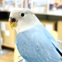 【最新画像】たくさん食べて元気いっぱい🩵コザクラインコ（コバルトオパーリン）