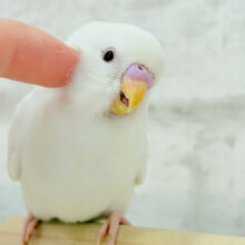 【最新画像更新🪄もうすくひとり餌‪☆】目ヂカラが魅力的💖セキセイインコ(アルビノ) ヒナ