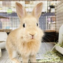 【延長決定！】秋だよ🌻*.ﾟうさちゃんフェア開催中～💛