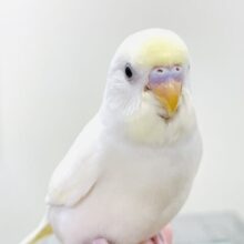 【最新画像】ふんわり優しい甘さ💛セキセイインコ(クリーム)(ヒナ)