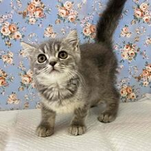 ずっしり！がっちり！ブリティッシュショートヘアー入舎！！