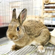 【最新画像】大きいお耳がラブリー✧︎*。ネザーランドドワーフ(チェスナット）女の子