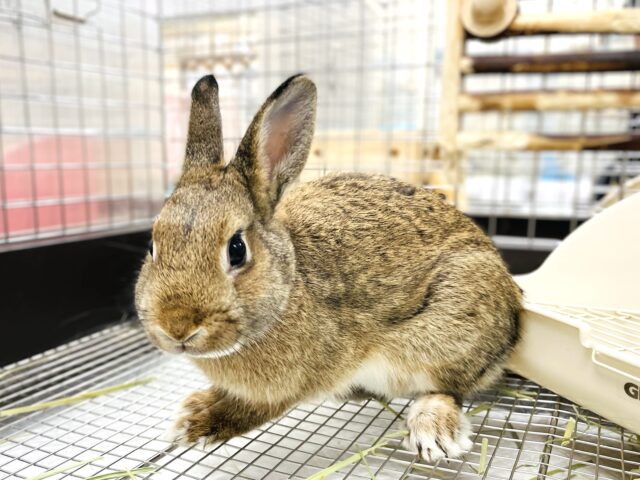 【最新画像】大きいお耳がラブリー✧︎*。ネザーランドドワーフ(チェスナット）女の子