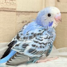 見返り美鳥✨セキセイインコ(オパーリン) ヒナ