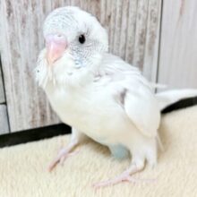 ご飯大好き元気っ子‼️セキセイインコ(白ハルクイン)(ヒナ)