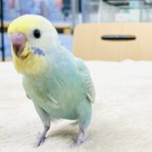 【最新画像】爽やかクリームメロンソーダ🍈🫧セキセイインコ(パステルレインボー)ヒナ
