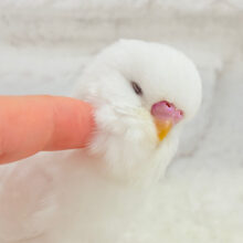 もっふりもふもふ♡ジャンボセキセイインコ(ダブルファクター) ヒナ