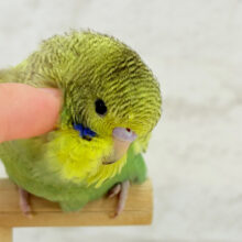【動画更新🪄ひとり餌‪・カゴデビュー☆】元気いっぱい🌻お花ちゃん🌿ジャンボセキセイインコ(スパングル) ヒナ