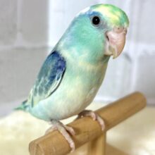 マメルリハ  ターコイズミディアムパイドブルー  男の子  💙️🩵💛🌼