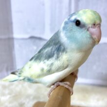 マメルリハ  ターコイズヘビーパイドブルー  男の子  💛💙🎵