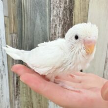 天使のような可愛さ❣️(ダブルファクター)(ヒナ)