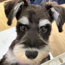 最新画像🆙眉毛がステキ☆ミニチュアシュナウザー入舎しました💖