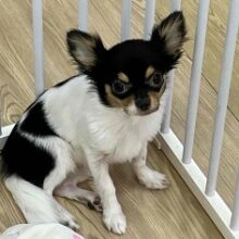 画像更新🆙ぴょんぴょん跳ねるよ！パーティーカラーのチワワさん入舎！