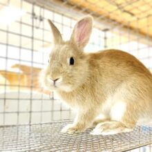 【最新画像】キュートすぎるライオンラビットくん❣️男の子(オレンジ)