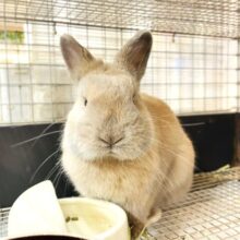 【最新画像】きゅるっきゅるの可愛いお顔🥺💕ネザーランドドワーフくん❣️(リンクス）男の子