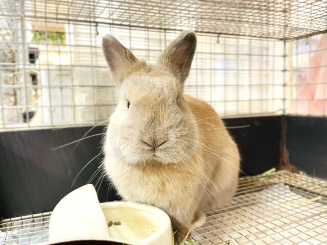 【最新画像】きゅるっきゅるの可愛いお顔🥺💕ネザーランドドワーフくん❣️(リンクス）男の子