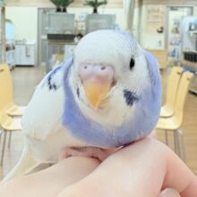 【最新画像更新🪄︎︎💫】青色、白色の爽やかカラー🦋🌧セキセイインコ(パイド)(ヒナ)