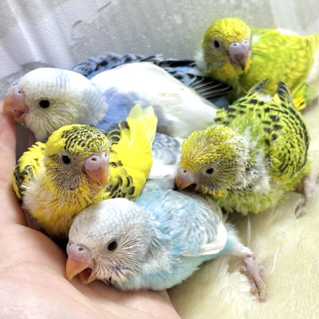 セキセイインコちゃんず！お盆休み前に来てくれました〜！