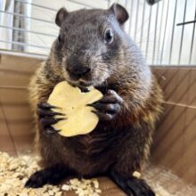 ウッドチャック   女の子  🤎🍎😋