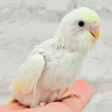 【最新画像更新🪄】ホイップたっぷりクリームちゃん🍯セキセイインコ(クリーム) ヒナ