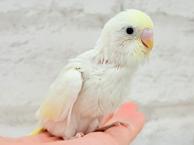 【最新画像更新🪄】ホイップたっぷりクリームちゃん🍯セキセイインコ(クリーム) ヒナ