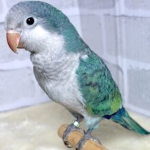 オキナインコ  アクアブルー  💙🩵🌊