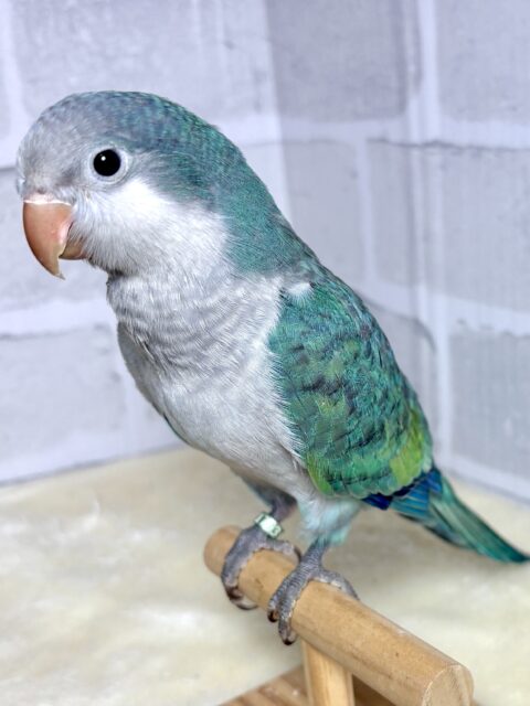 オキナインコ アクアブルー 💙🩵🌊