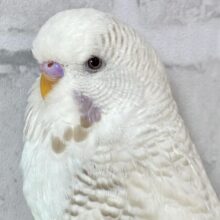 ジャンボセキセイインコ  レースウイング  ‎🤍🎀∗*ﾟ