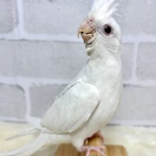 オカメインコ  ピュアホワイト  ‎🤍🪽✧*