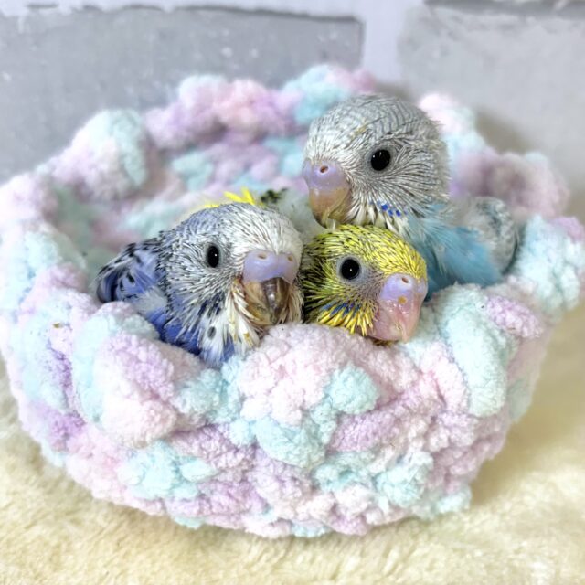 セキセイインコちゃんずお盆明けにも来てくれました〜♡