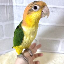 シロハラインコ  女の子  🍐🍊🍋