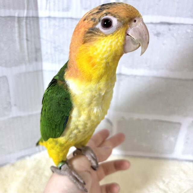 シロハラインコ 女の子 🍐🍊🍋