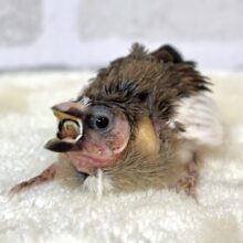 十姉妹  ヒナ  🤎｡・:＋°