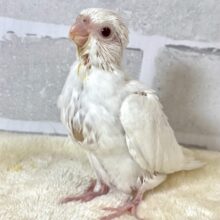 オカメインコ  ピュアホワイト  🦢🤍𓂃𓈒𓏸︎︎︎︎