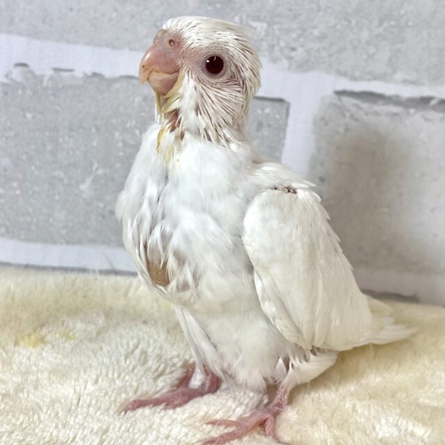 オカメインコ ピュアホワイト 🦢🤍𓂃𓈒𓏸︎︎︎︎