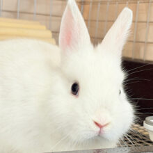 【最新画像更新🪄】もっこもこわた毛ちゃん🐰☁️ネザーランドドワーフ(フロスティ) 男の子