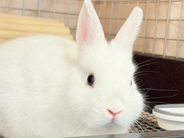 【最新画像更新🪄】もっこもこわた毛ちゃん🐰☁️ネザーランドドワーフ(フロスティ) 男の子