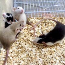 ファンシーラット  男の子  🐁💙🩵⸒⸒