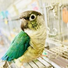 ✨動画更新✨包まれ隊のブルー担当？！🤭💙ワキコガネウロコインコ（ブルー）　2022年3月生まれ