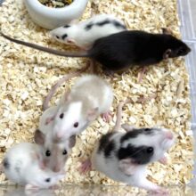 ファンシーラット  女の子  ❤️🩷️🐁⸒⸒