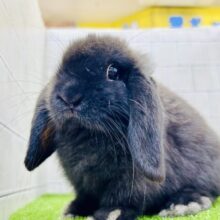 コロコロまっくろボール？？　ホーランドロップイヤーラビット